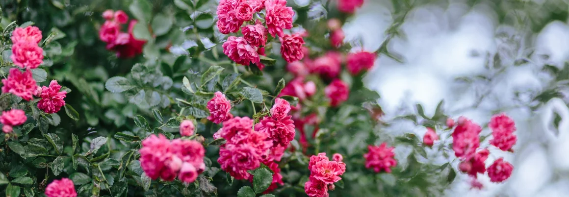 Rosa Rosen blühen an einem Rosenbusch.